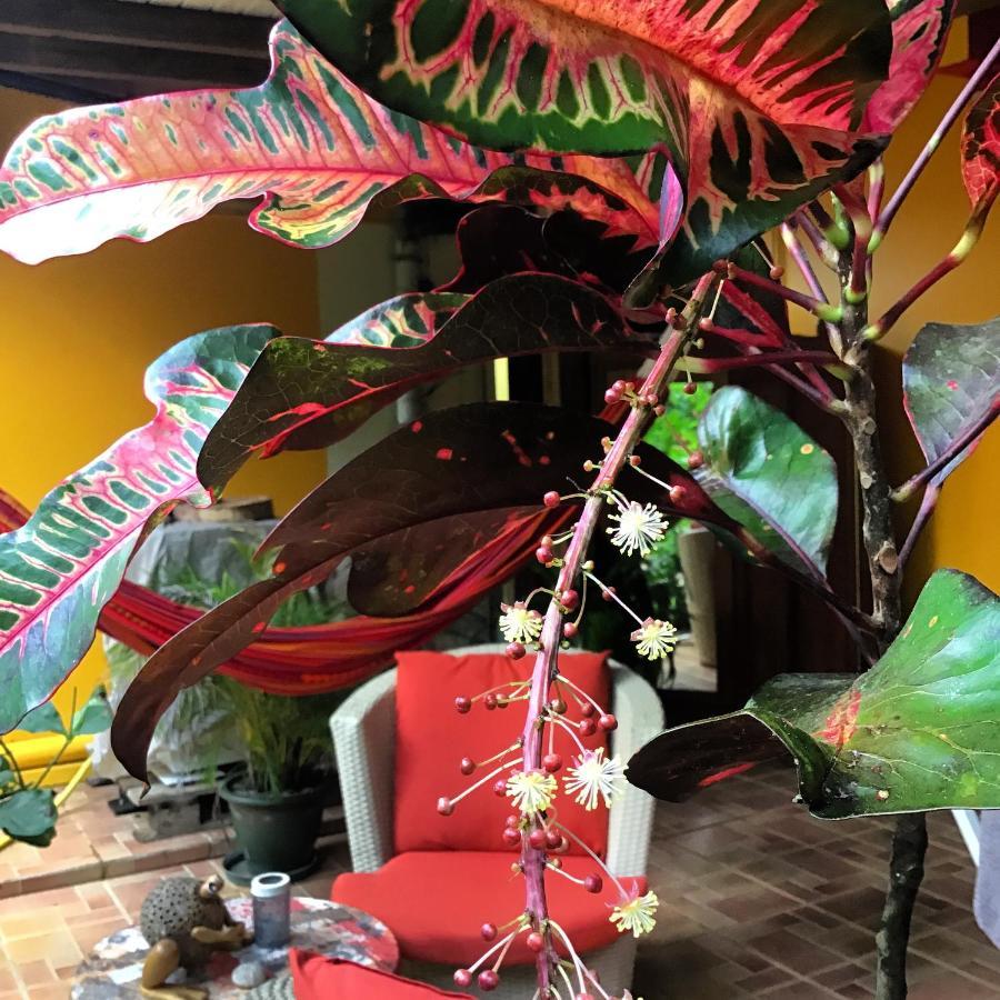 L'Ecomusee Creole De La Guadeloupe Sainte-Rose Eksteriør bilde
