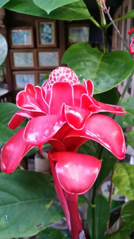 L'Ecomusee Creole De La Guadeloupe Sainte-Rose Rom bilde