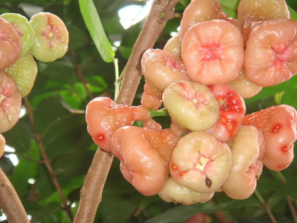 L'Ecomusee Creole De La Guadeloupe Sainte-Rose Eksteriør bilde