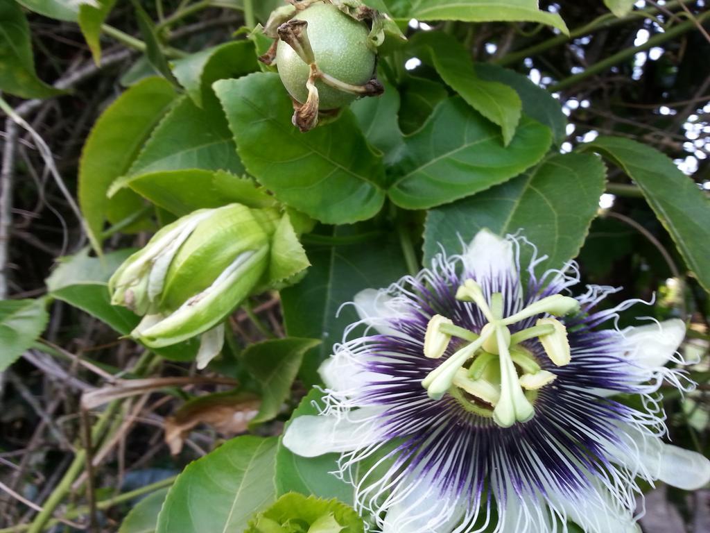 L'Ecomusee Creole De La Guadeloupe Sainte-Rose Eksteriør bilde