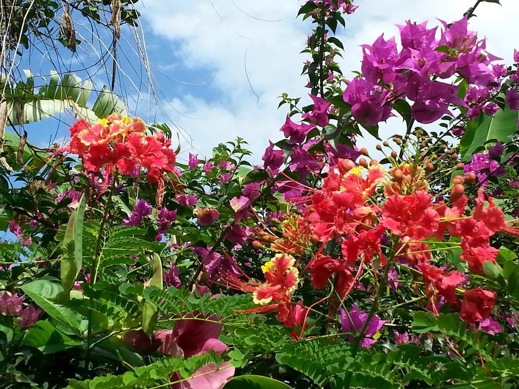 L'Ecomusee Creole De La Guadeloupe Sainte-Rose Eksteriør bilde