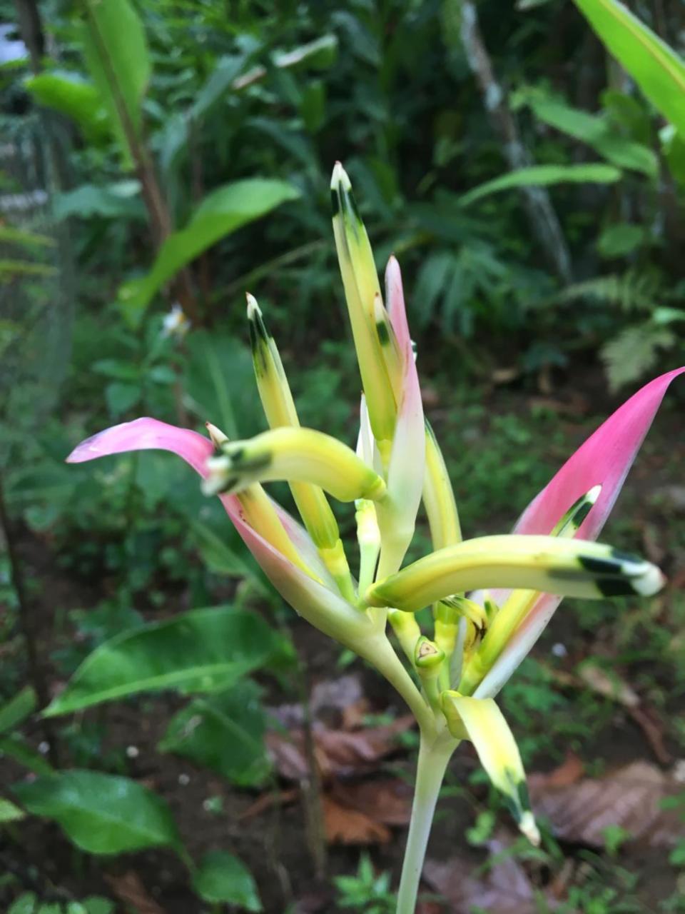 L'Ecomusee Creole De La Guadeloupe Sainte-Rose Eksteriør bilde