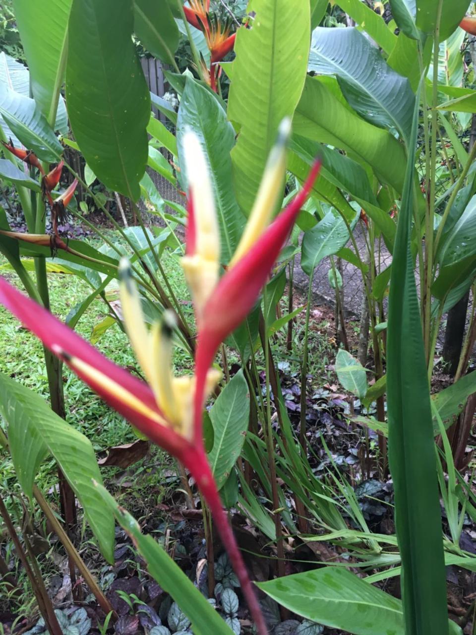 L'Ecomusee Creole De La Guadeloupe Sainte-Rose Eksteriør bilde