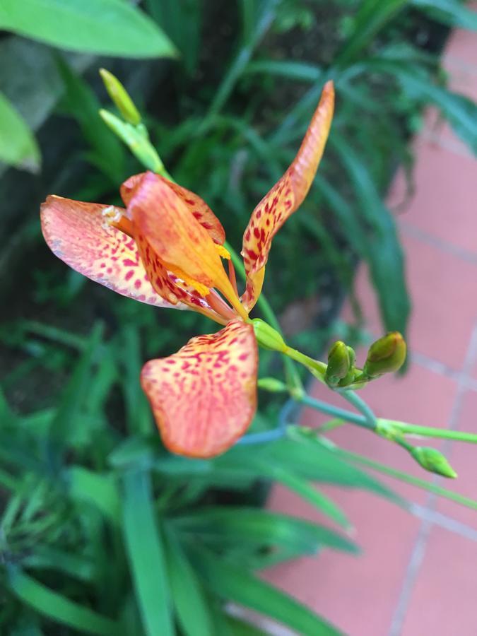 L'Ecomusee Creole De La Guadeloupe Sainte-Rose Eksteriør bilde