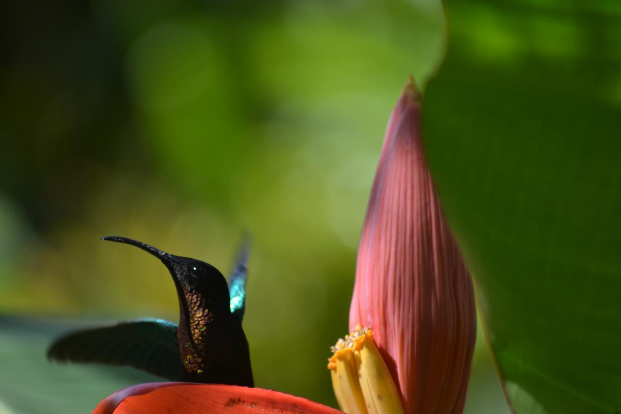 L'Ecomusee Creole De La Guadeloupe Sainte-Rose Eksteriør bilde