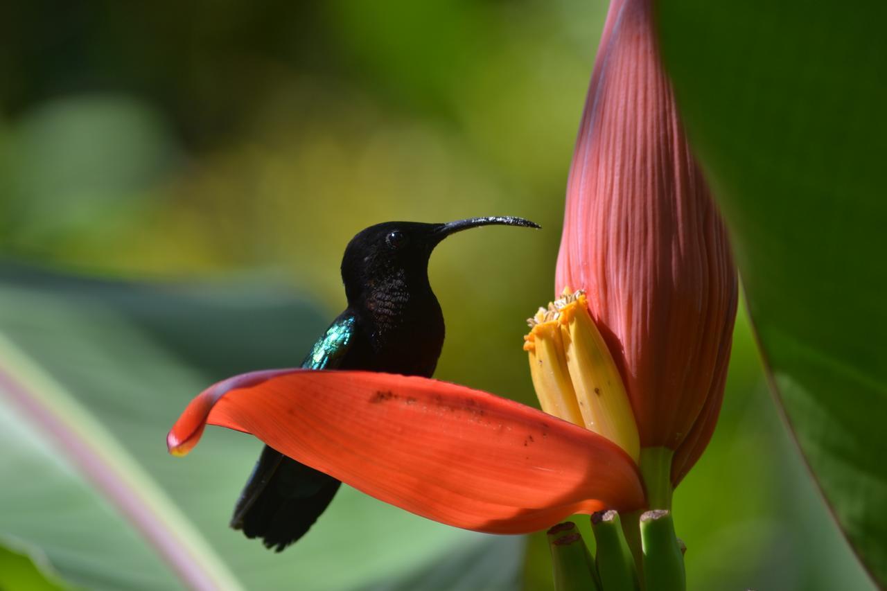 L'Ecomusee Creole De La Guadeloupe Sainte-Rose Eksteriør bilde