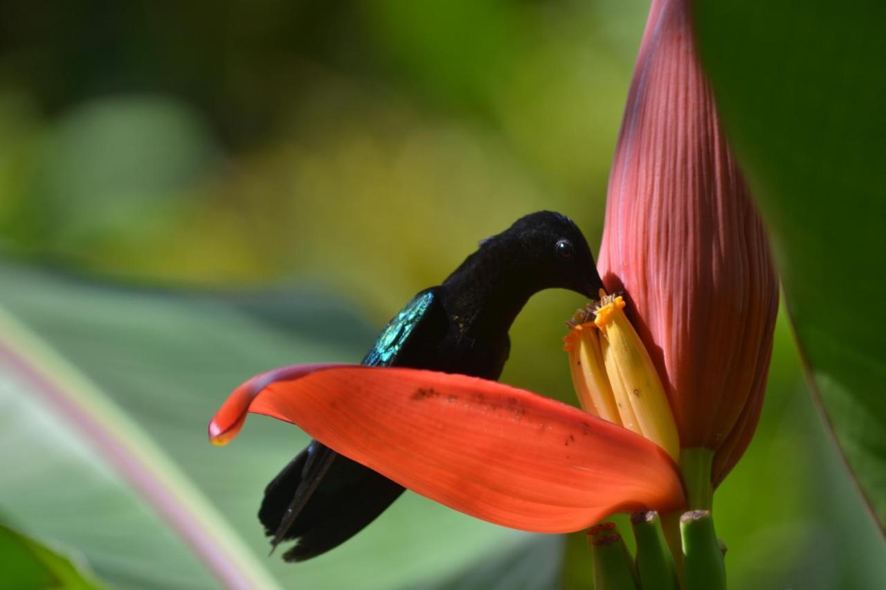 L'Ecomusee Creole De La Guadeloupe Sainte-Rose Eksteriør bilde